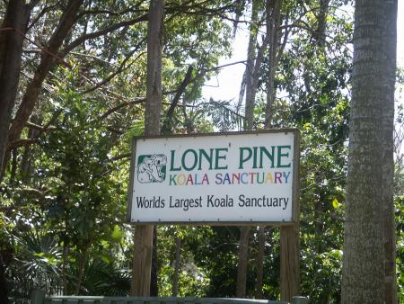 Lone pine - Bienvenu chez les koalas