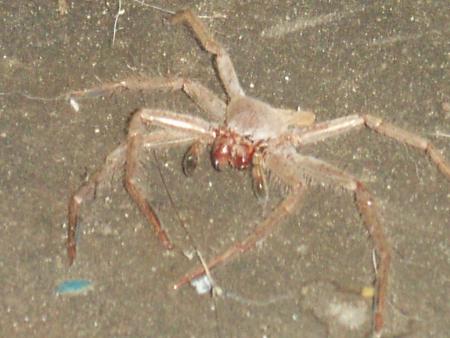 Charmante compagnie Australienne